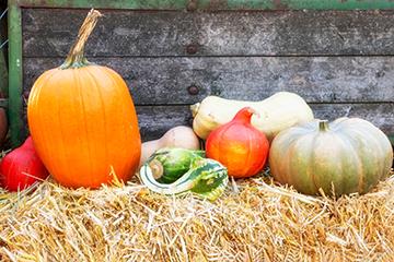 Various Pumpkin Backgrounds for  Thanksgiving Photography Backdrop IBD-19680